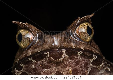 Macro Image Of A Huge Horned Frog From Borneo - Megophrys Kobayashii