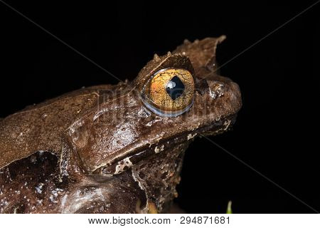 Macro Image Of A Huge Horned Frog From Borneo - Megophrys Kobayashii