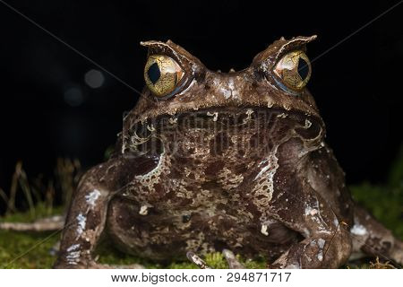 Macro Image Of A Huge Horned Frog From Borneo - Megophrys Kobayashii
