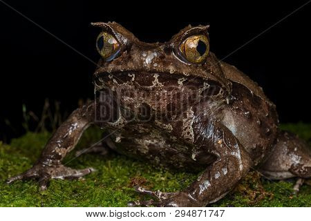 Macro Image Of A Huge Horned Frog From Borneo - Megophrys Kobayashii