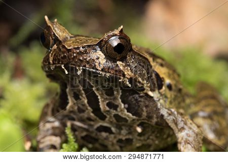 Macro Image Of A Huge Horned Frog From Borneo - Megophrys Kobayashii