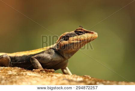 South Indian Rock Agama, Psammophilus Dorsalis, Nandi Hills, Bangalore, Karnataka State Of India
