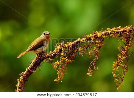 White Bellied Blue Flycatcher, Cyornis Pallipes, Female, Ganeshgudi, Karnataka State Of India