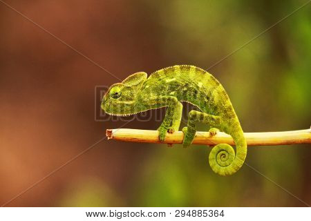Indian Chameleon, Chamaeleo Zeylanicus, Bandipur National Park, Karnataka India