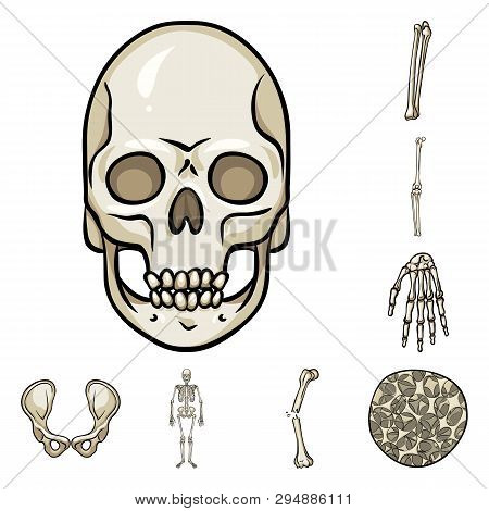 Vector Illustration Of Bone And Skeleton Icon. Set Of Bone And Human Stock Symbol For Web.