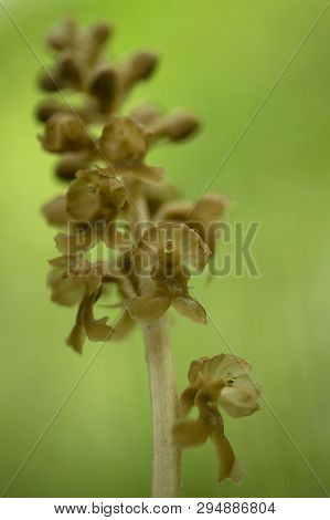 Neottia Nidus-avis, Bird's-nest Orchidorchid Grow In Forest With Natural Background, Wallpaper Natur