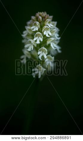 Beautiful Burnt Orchid,orchis Ustulata, Grow In Tropical Garden With Natural Background, Wallpaper N