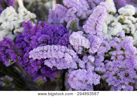 Beautiful Limonium Sinuatum, Petite Bouquet Series Flowers In Lilac, Violet Colors.