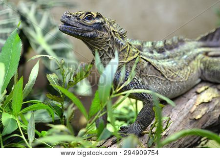 Philippine Sailfin Lizard (hydrosaurus Pustulatus). Wildlife Photo.