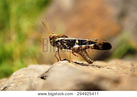 Grasshopper Lifting Its Legs, Satara, Maharashtra State Of India
