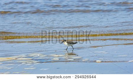 Curlew Sandpiper, Calidris Ferruginea, At Sea Shoreline Searching For Food, Close-up Portrait In Tid