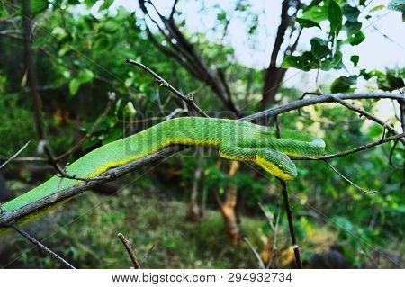 Bamboo Pit Viper, Tremeresurus Gramineus In A Natural Habitat, Pune District, Maharashtra, India