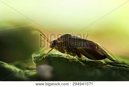 A Bug Or Beetle On A Plant