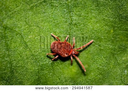 Macro Of A Red Mite On A Leaf