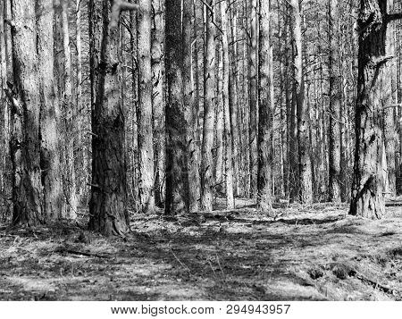 Pine Forest With Hillocks And Hills In Spring