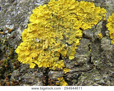 Lichen Xanthoria On The Bark Of A Tree, Bright Yellow, Close Up