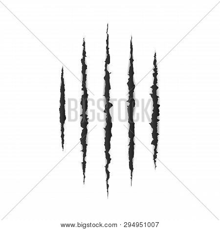 Torn Paper Edge. Scary Leceration Paper Surface. Wild Animal Claws Scratch Texture. Demage From Claw