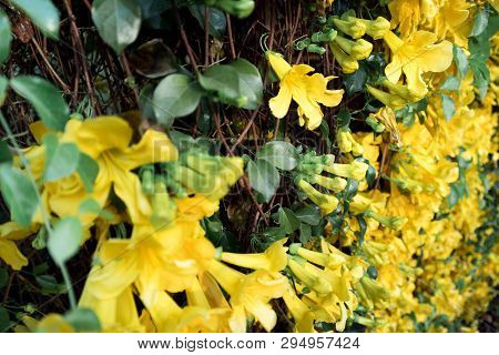 Close Up Group Of Yellow Flower Cat's Claw