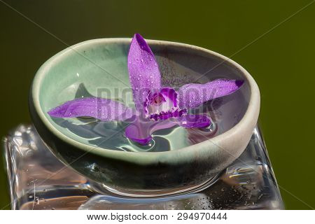 Pink Orchid, Bletilla Striata, On Glass Cube Outdoor, Relaxing Visual Cue.