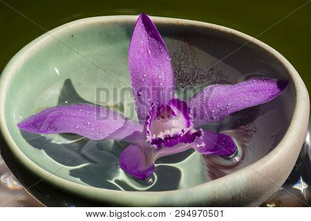 Pink Orchid, Bletilla Striata, On Glass Cube Outdoor, Relaxing Visual Cue.