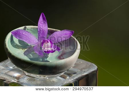 Pink Orchid, Bletilla Striata, On Glass Cube Outdoor, Relaxing Visual Cue.