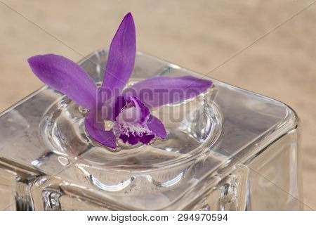 Pink Orchid, Bletilla Striata, On Glass Cube Outdoor, Relaxing Visual Cue.