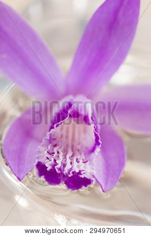 Pink Orchid, Bletilla Striata, On Glass Cube Outdoor, Relaxing Visual Cue.