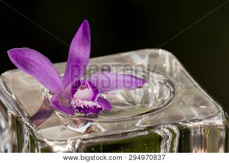 Pink Orchid, Bletilla Striata, On Glass Cube Outdoor, Relaxing Visual Cue.