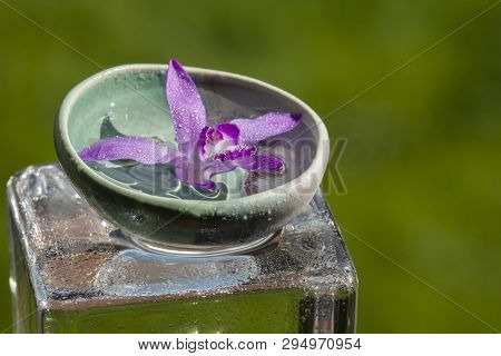 Pink Orchid, Bletilla Striata, On Glass Cube Outdoor, Relaxing Visual Cue.
