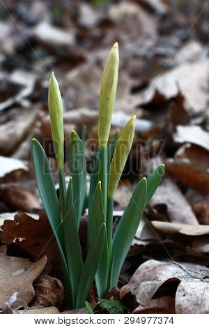 Among The Fallen-down Oak Leaves Narcissuses Grow. On Flower Escapes Buds Are Formed.