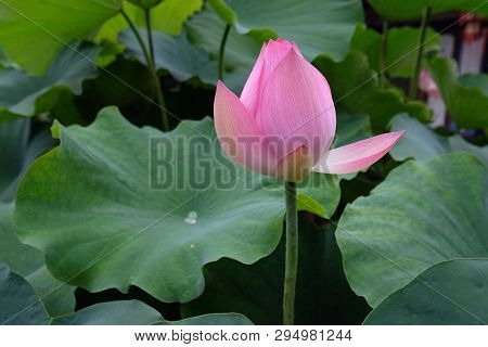 Amazing Flowers In The Botanical Gardens Of China Colorful And Beautiful