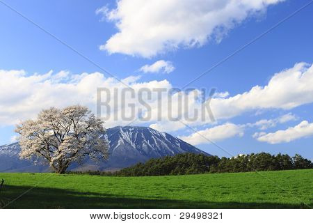 Cherry Blossom  And Moutain
