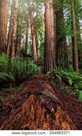 Redwood Forest Landscape In Beautiful Northern California
