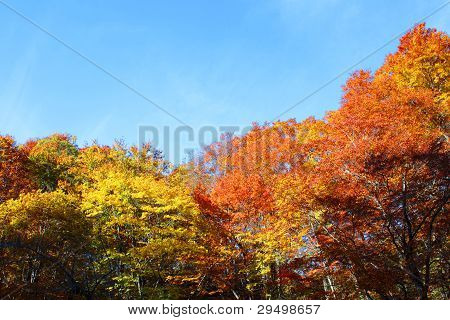 Autumn Forest  Against Blue Sky