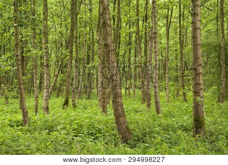 Trees In The Dutch Nature Reserve Called Alblasserbos Near Papendrecht