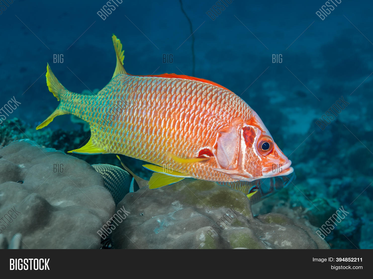 Bright Red Fish Large Image & Photo (Free Trial) | Bigstock