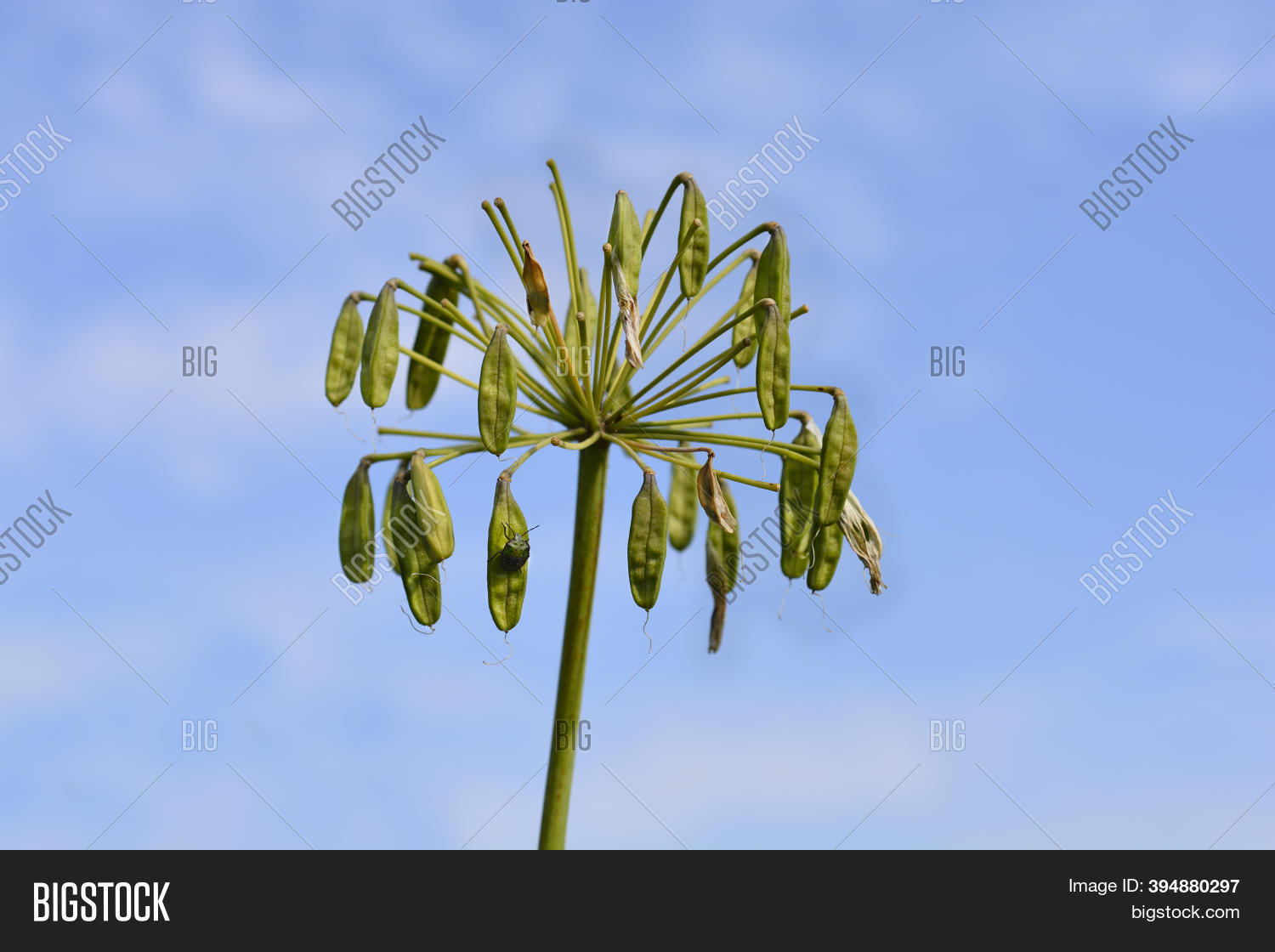 African Lily Seed Pods Image & Photo (Free Trial) Bigstock