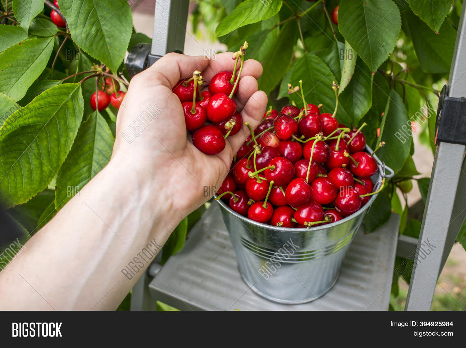 Harvesting Cherries Image & Photo (Free Trial) Bigstock