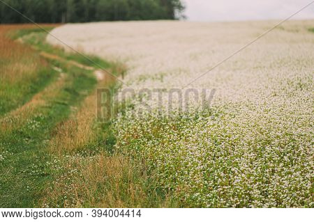 Young Fagopyrum Flowering Plant In Summer Day. Green Manure From Family Polygonaceae.
