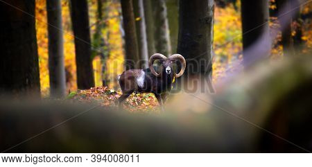 Mouflon Male With Herd In Autumn Forest.