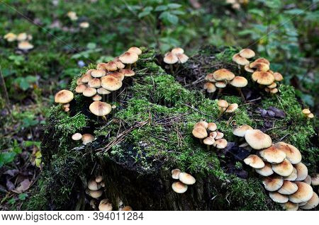 Many Dangerous Inedible Mushrooms Grow On A Tree Stump In A Forest. Poisonous Mushrooms, Hazardous T