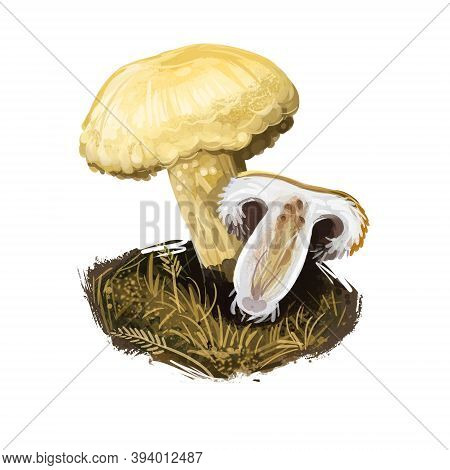 Lactarius Repraesentaneus, Northern Bearded Or Purple-staining Milkcap Mushroom Closeup Digital Art 