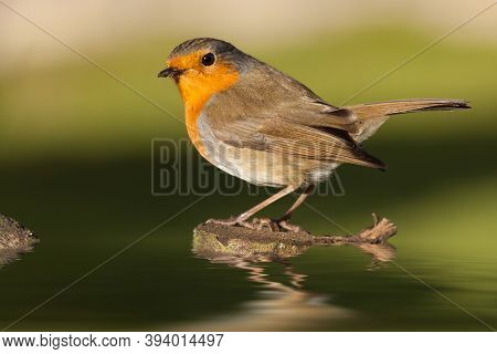 British Robin Redbreast Perched On A Log In Water In Early Morning Sunlight. Close Up Of Natural Wil