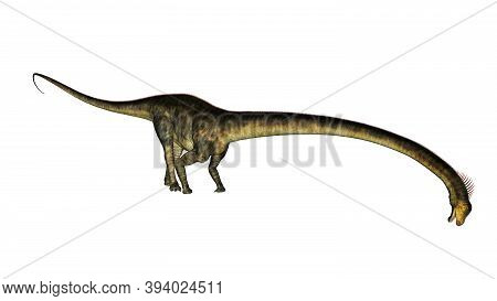 Barosaurus Dinosaur Isolated In White Background - 3d Render