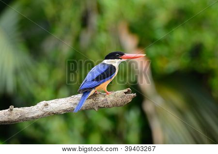 Black kapuce Kingfisher (halcyon kloboukatý)