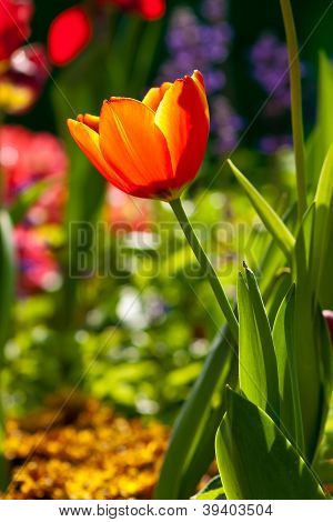 Červený Tulipán