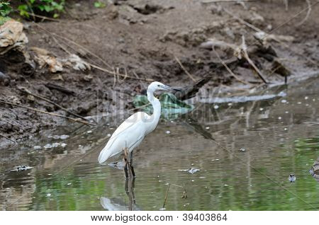 Egretta garzetta