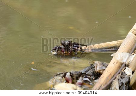 Meder's Mangrove krabber