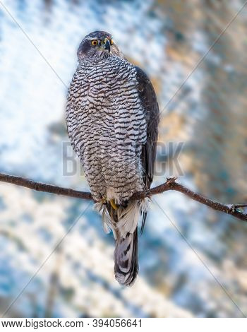 Northern eagle - mousetrap. Sunny winter day. Snowy coniferous forest. Finland. Lapland. The concept of active, winter, environmental and photo tourism