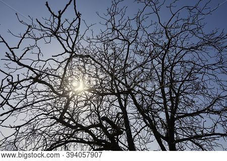 Bare trees branches with sun light flar through the branches